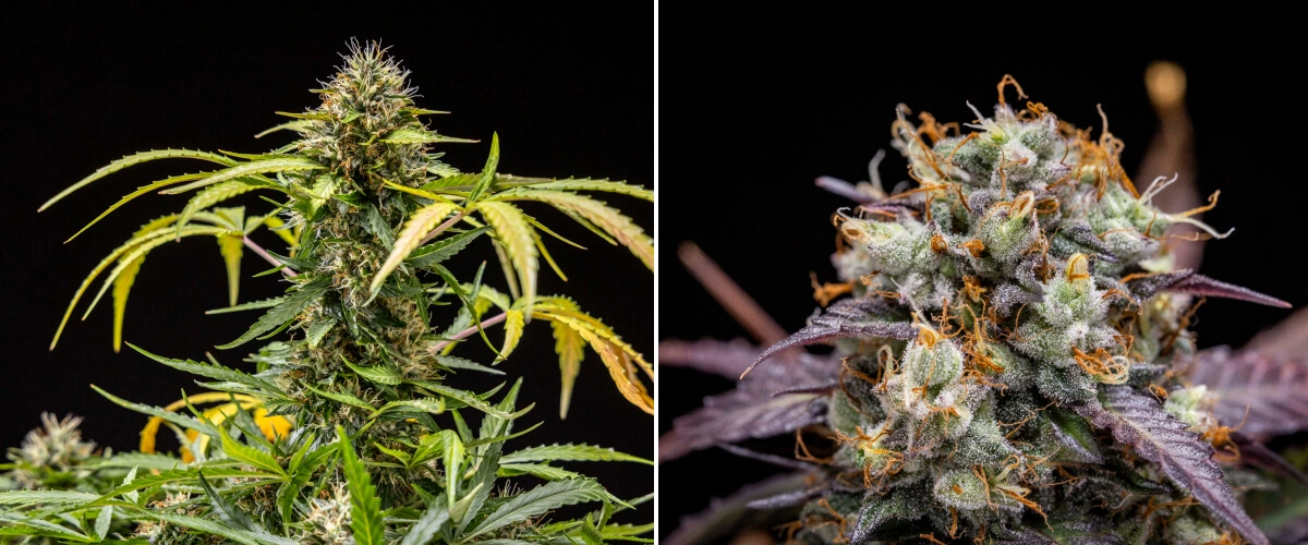 North Thunderfuck cannabisplanta under blomningsvecka 9–10, med fullt utvecklade knoppar, mörknade pistiller, riklig hartsbeläggning och tecken på att plantan är redo för skörd under LED-belysning
