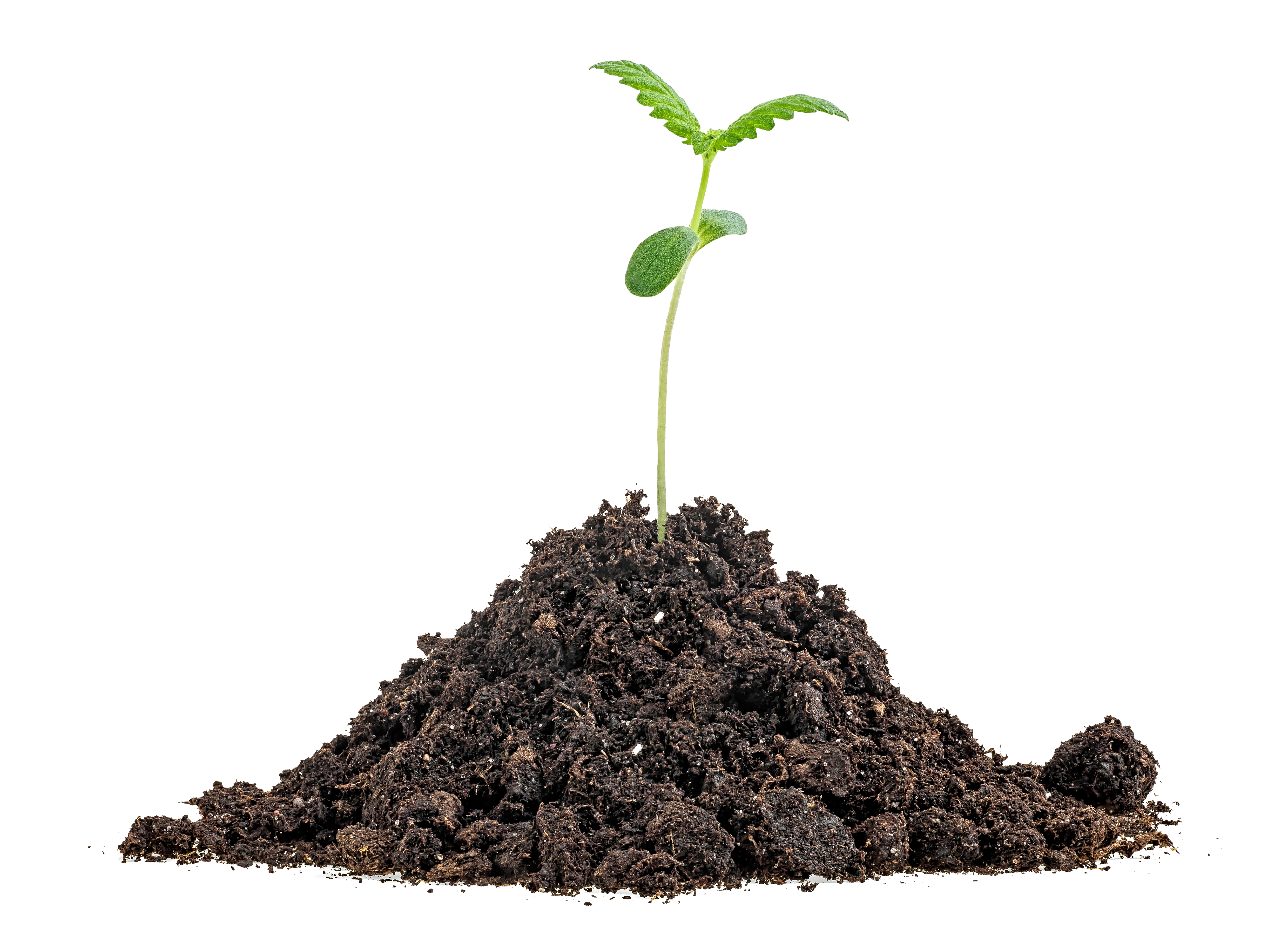 /img/splio-landing/seedling
