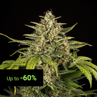 Autoflowering Seeds