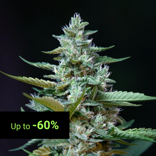 CBD Seeds