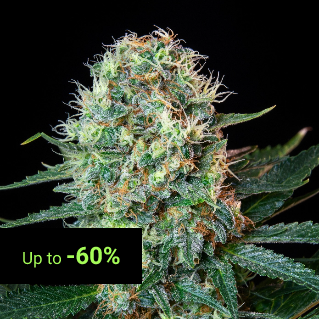 Feminized Seeds