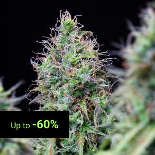 Regular Seeds