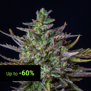 USA Premium Seeds