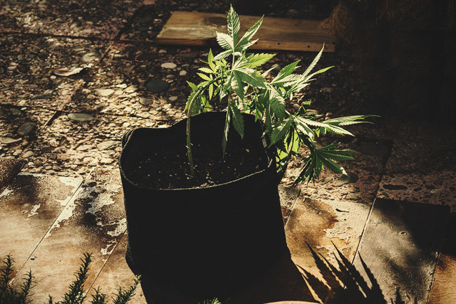 Hur man utför lågstressträning på cannabis för bättre skörd