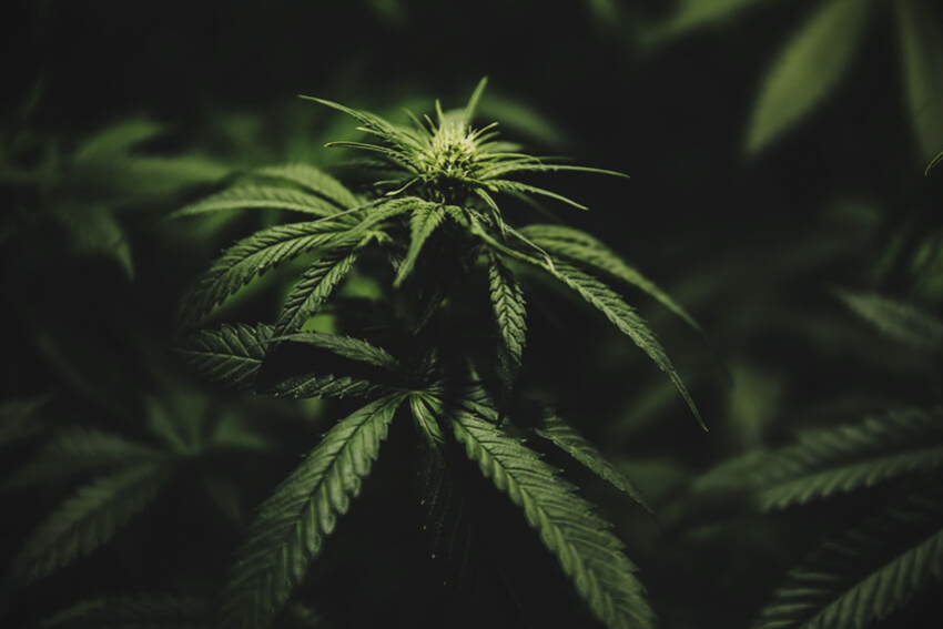 När ska du växla din cannabisodling från vegetativ till blommande