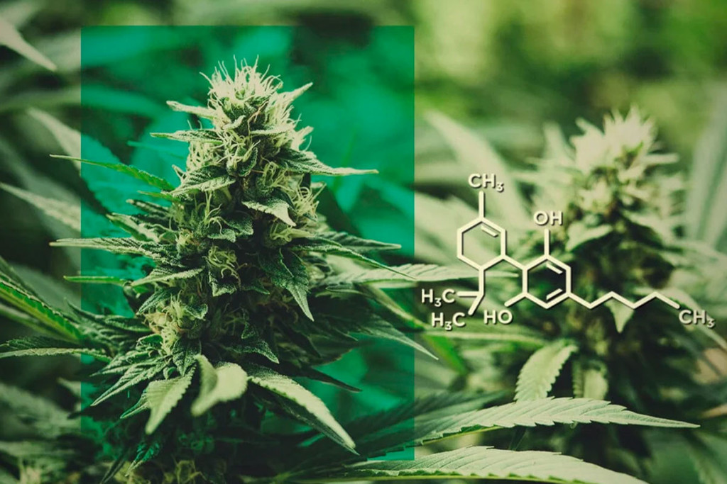 CBD-blomma: Dosera CBD utan THC