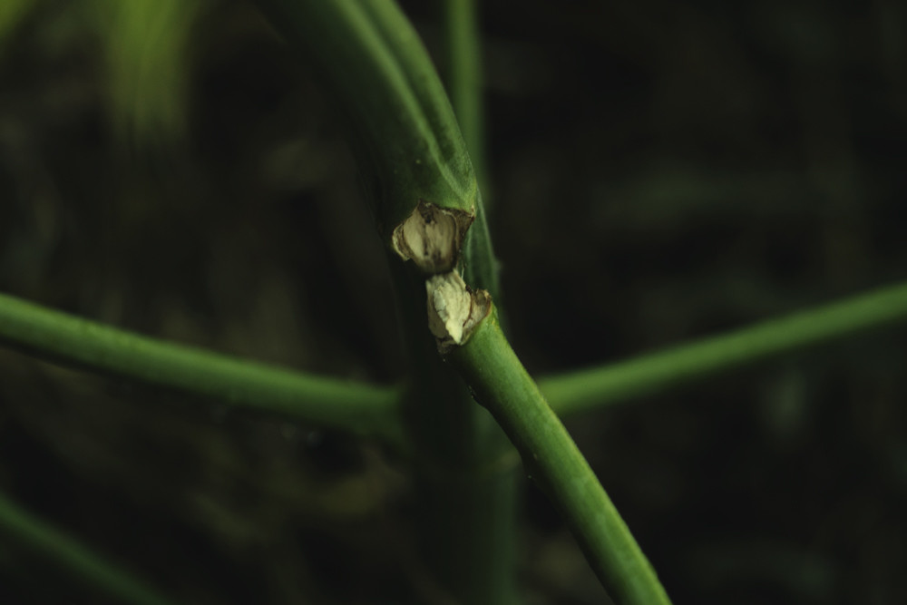Hur man fixar trasiga och böjda cannabisstammar