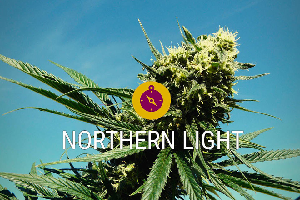 Northern Lights: En cannabisklassiker och verklig indica-legend