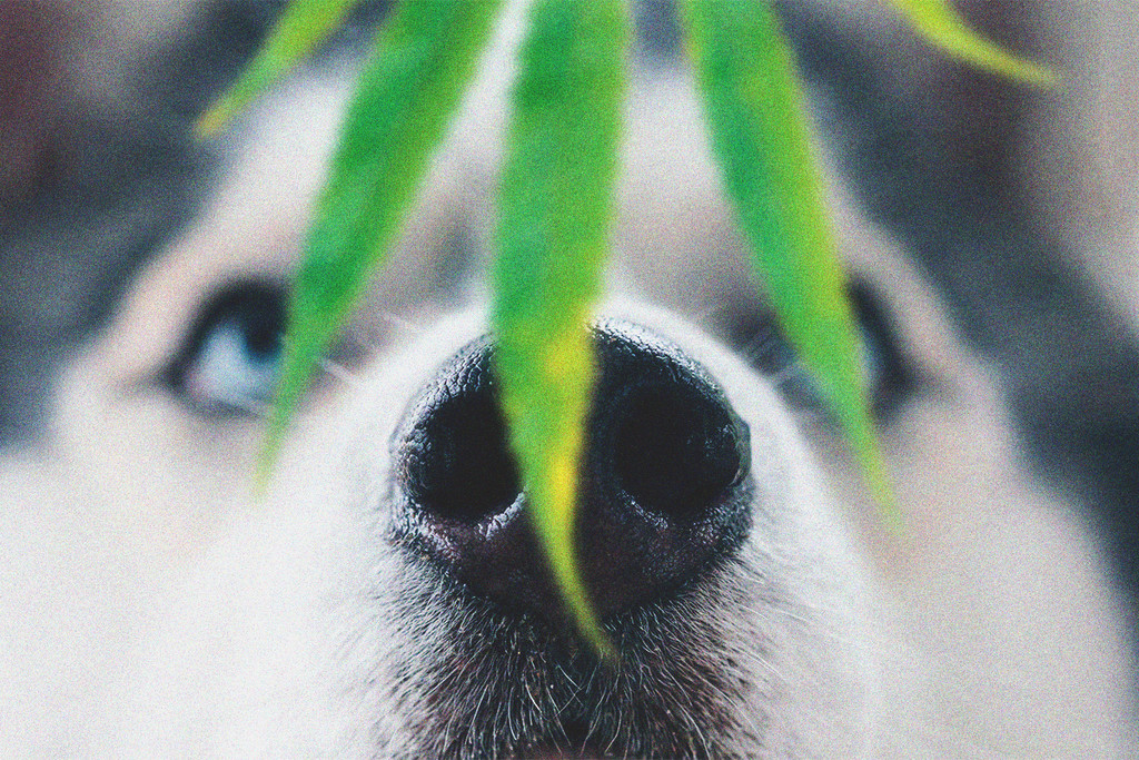 Husdjur och cannabistoxicitet: Vad ska du göra om din hund blir berusad?
