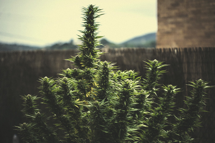 Förstå cannabisskörd per planta