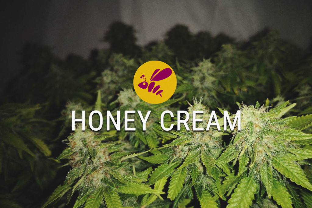 Honey Cream: söt på alla sätt och vis