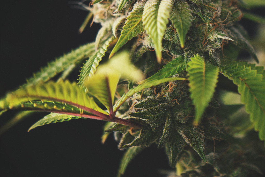 Bör du oroa dig för lila eller röda cannabisstjälkar?