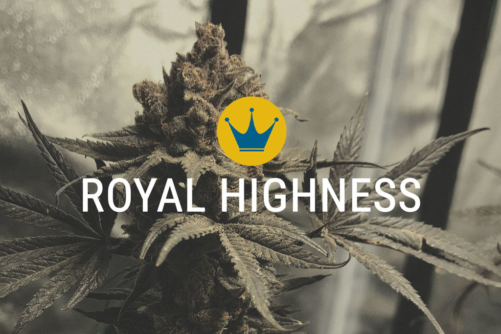 Royal Highness Medicals Marijuana Seeds