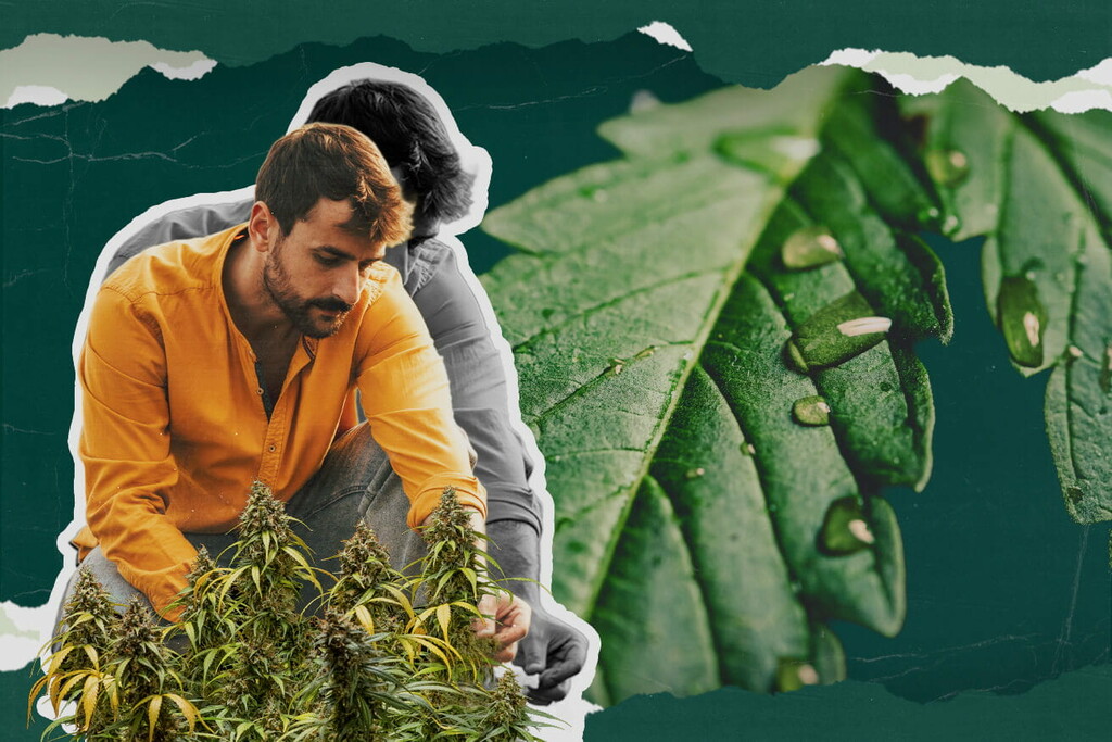 Vad är cannabisguttation? Allt du behöver veta