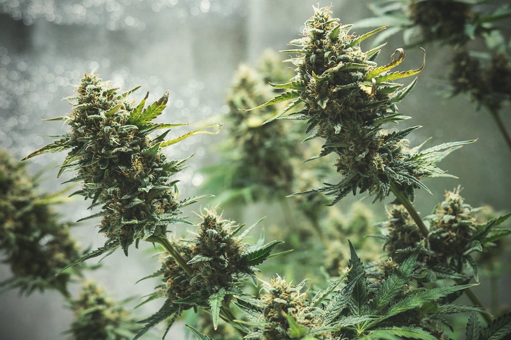Tips för att odla autoblommande cannabis inomhus