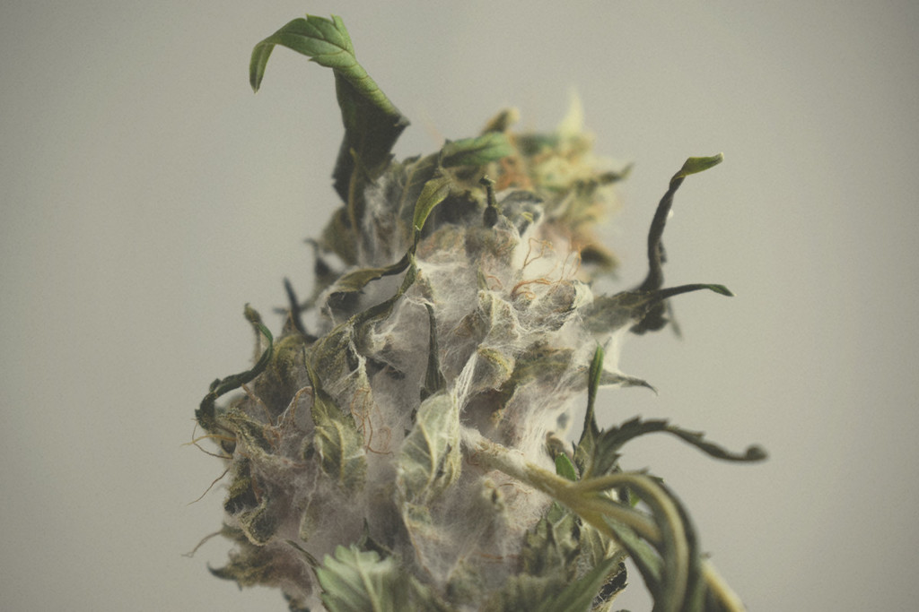 Cannabismögel: Identifiering, förebyggande och behandling