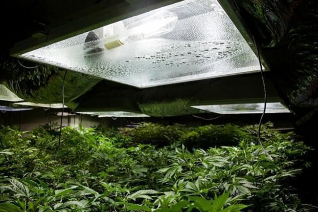 Cannabisodling inomhus: relativ luftfuktighet och temperaturer