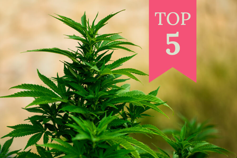 Topp 5 cannabissorter att odla utomhus 2020