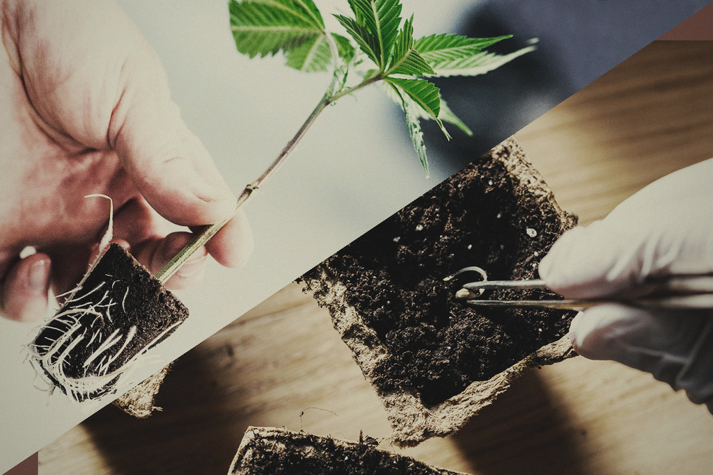 Frön eller kloner: Vilket är bättre för att odla cannabis?