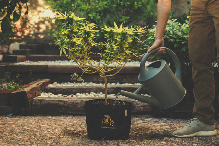 Hur och när ska man spola marijuanaplantor