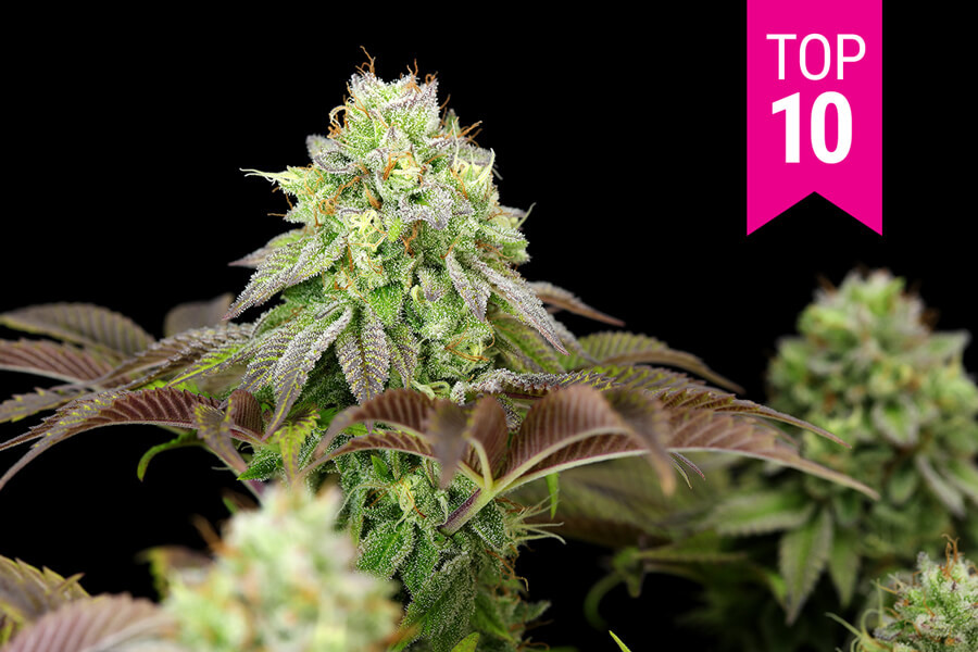 Topp 10 feminiserade cannabissorter från 2025