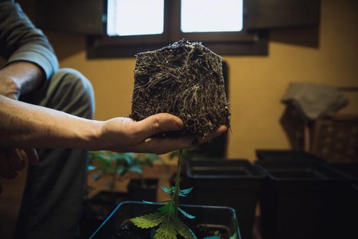 Hur och när du ska omplantera dina cannabisplantor