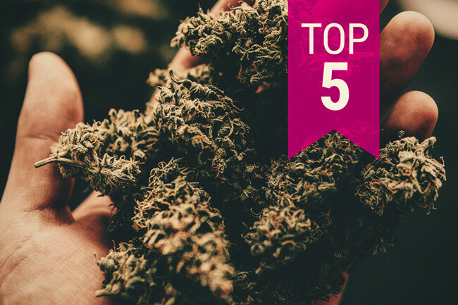 Topp 5 starkaste cannabissorterna - 2025-uppdatering
