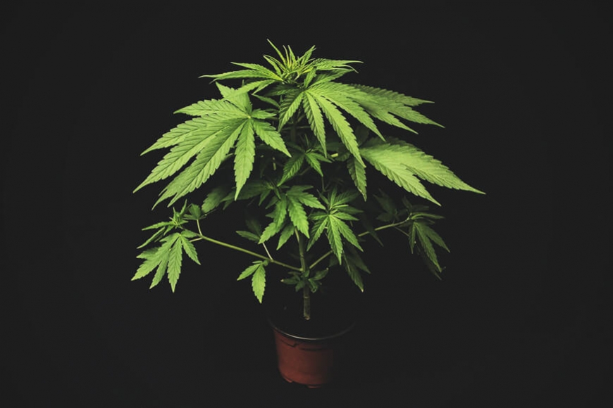 Mikro-odla cannabis: Odla grymt gräs i små utrymmen