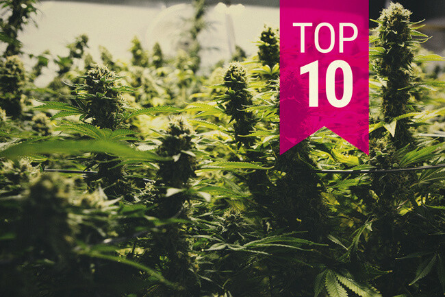 Topp 10 produktiva cannabissorter (uppdatering 2020)