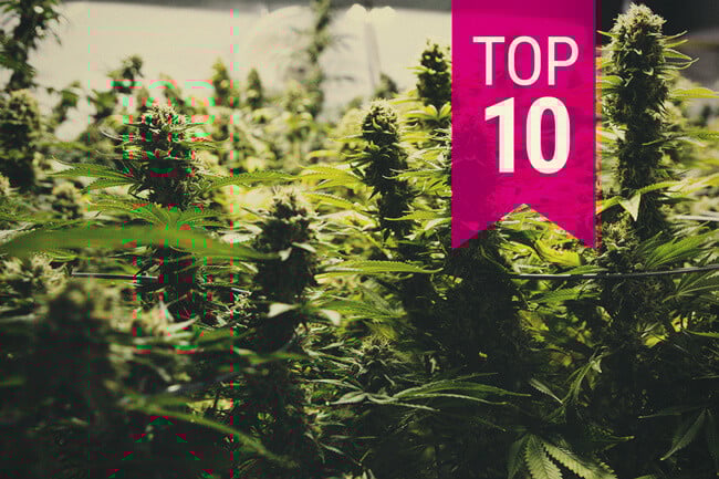 Topp 10 högst producerande cannabissorter (uppdatering 2025)