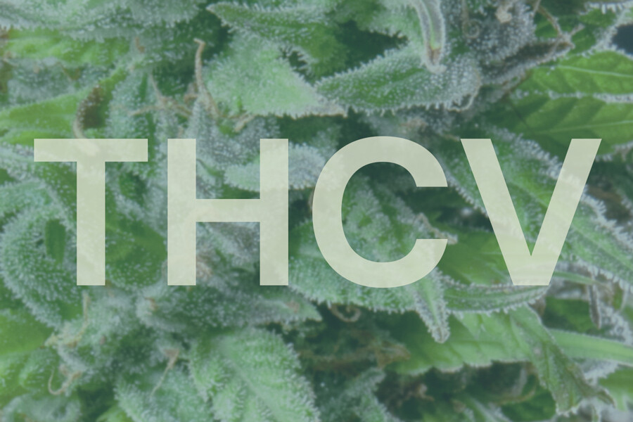 Vad är THCV och hur jämförs det med THC?