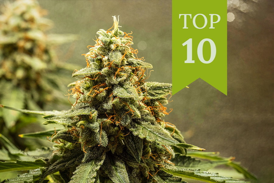Topp 10 Autoblommande Weed-sorter