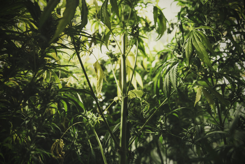 Hur man kontrollerar och förhindrar stretching av cannabisplantor