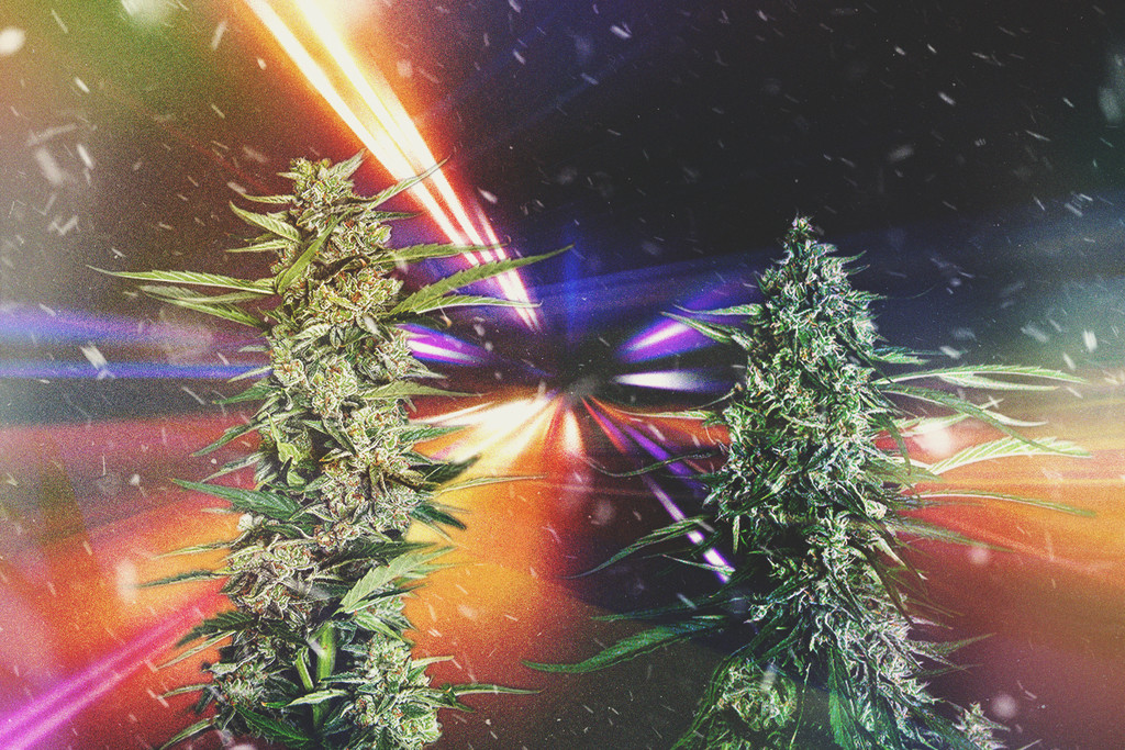 Snabbaste cannabissorterna 2025