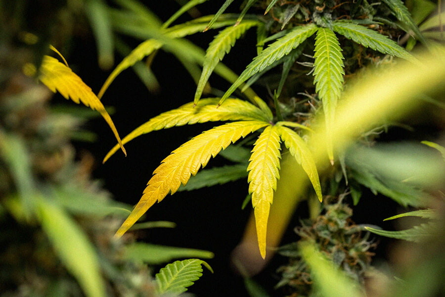 Orsaker och lösningar för gula cannabisblad