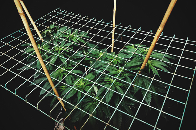 Hur och varför man ska använda ScrOG på sina cannabisplantor