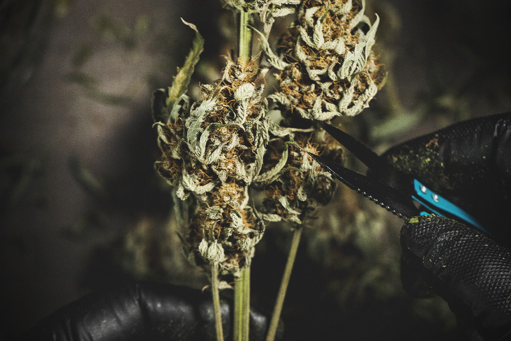 Trimma dina cannabisknoppar: våt trimning vs torr trimning