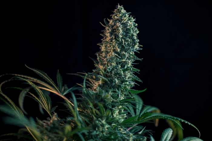 Blomningsfas för cannabis vecka för vecka