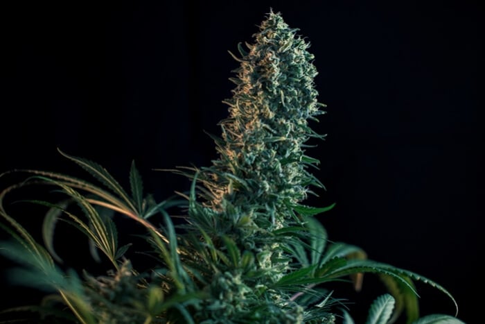 Blomningsfas för cannabis vecka för vecka