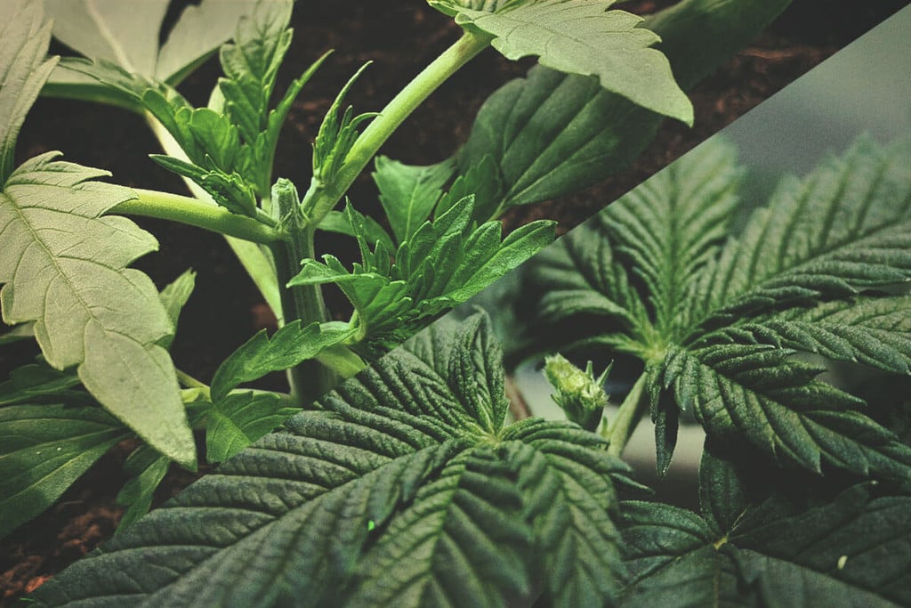 Marijuanabeskärning: Toppning vs Fimming