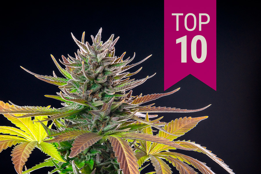 Topp 10 bästa sativa-sorter 2025