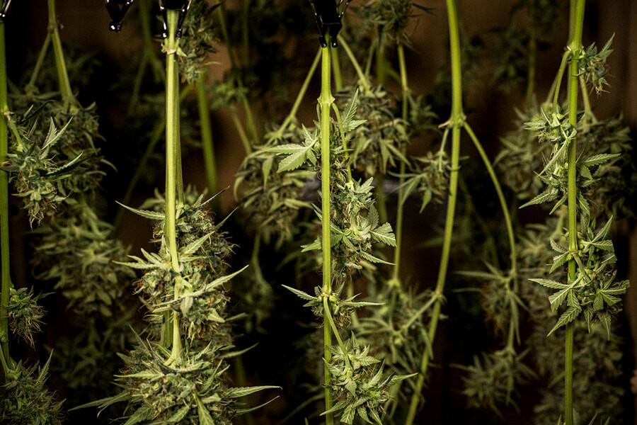 Så torkar man och härdar weed: Experttips för de bästa knopparna
