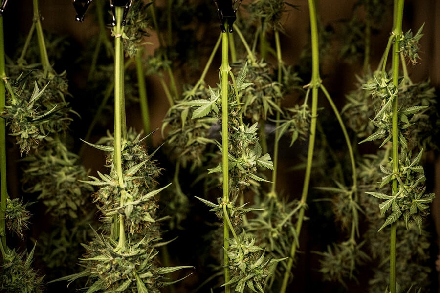 Så torkar man och härdar weed: Experttips för de bästa knopparna