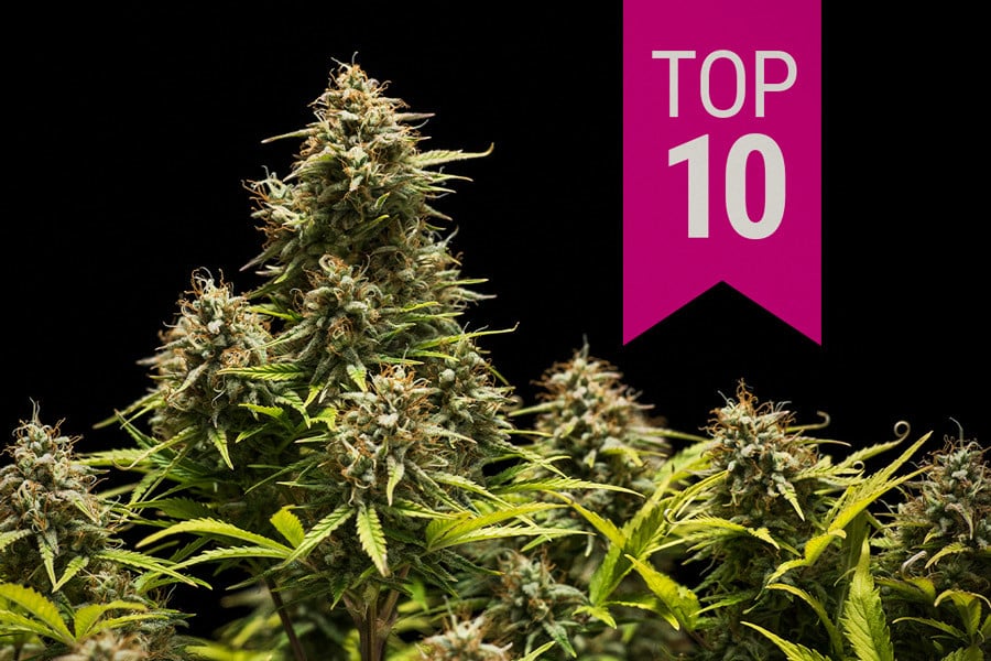 Topp 10 bästa Indica-cannabissorter 2026