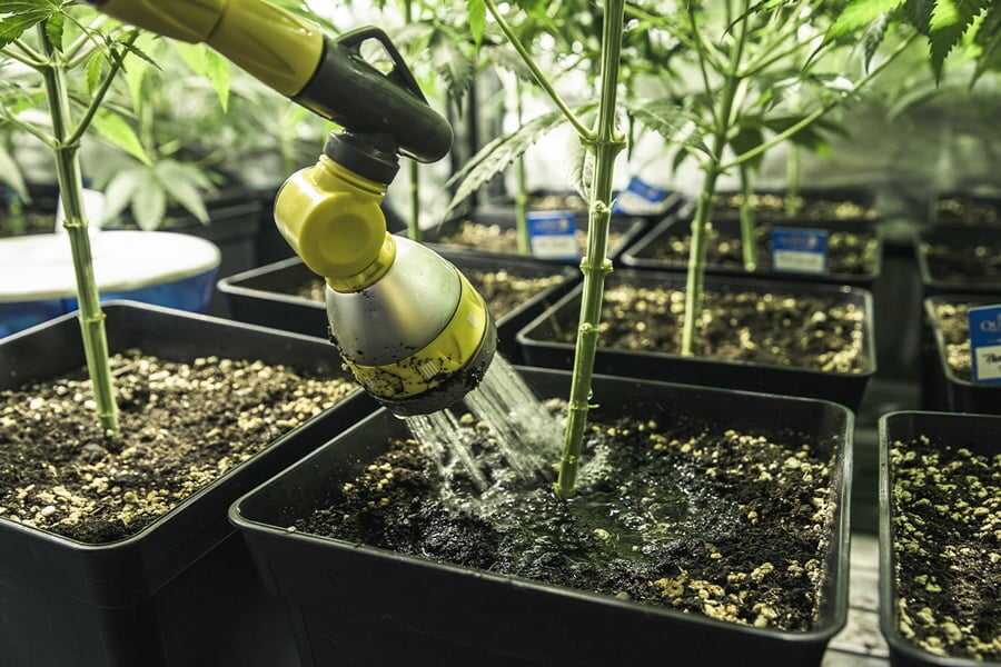 Vattna din cannabis: Så löser man övervattning och undervattning