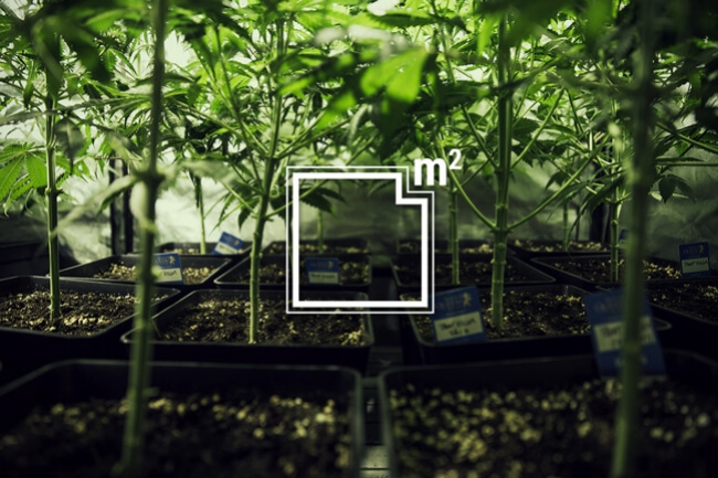 Hur många cannabisplantor kan du odla per kvadratmeter?