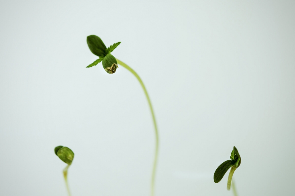 Hur man förhindrar och fixar stretching hos cannabisens fröplantor