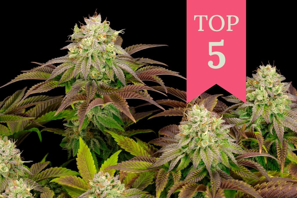 De 5 mest potenta indicasorterna