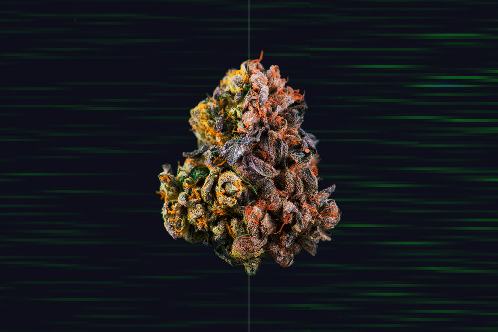 Hur man torkar cannabis snabbt