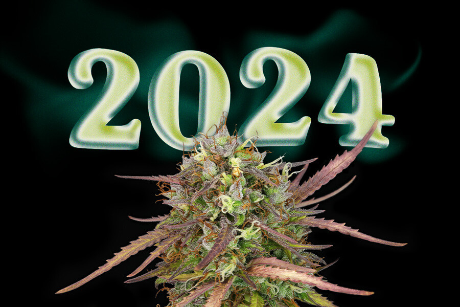 De bästa nya cannabis-sorterna 2024